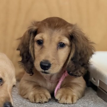 ミニチュアダックスフンド(ロング)【埼玉県・女の子・2025年10月8日・シェーデッドレッド】の写真「優しいお顔❤️」