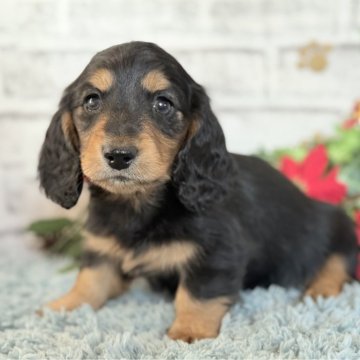 ミニチュアダックスフンド(ロング)【埼玉県・女の子・2025年10月21日・ブラック&タン】の写真「今のところ、大人しい兄妹です✨」