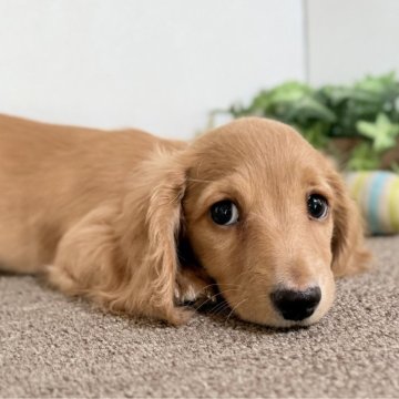 ミニチュアダックスフンド(ロング)【埼玉県・女の子・2026年1月11日・ゴールド】の写真「濃いゴールド✨」