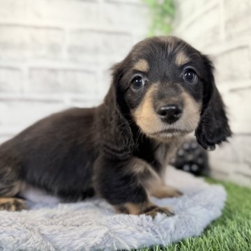 ミニチュアダックスフンド(ロング)【埼玉県・男の子・2025年9月12日・ブラック&タン】の写真「ちょこっとダップル君😊」