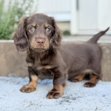 ミニチュアダックスフンド(ロング)【埼玉県・女の子・2025年8月21日・チョコタン】の写真「大人しい女の子✨」