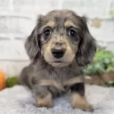 ミニチュアダックスフンド(ロング)【埼玉県・女の子・2025年9月12日・シルバーダップル】の写真1