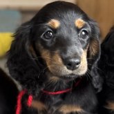 ミニチュアダックスフンド(ロング)