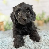 ダップー(ダックスフンド×トイプードル)