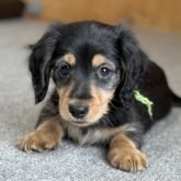 ミニチュアダックスフンド(ロング)