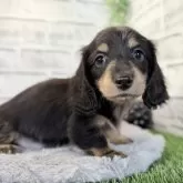 ミニチュアダックスフンド(ロング)【埼玉県・男の子・2025年9月12日・シルバーダップル】の写真1