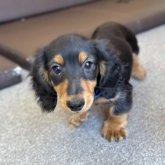 ミニチュアダックスフンド(ロング)