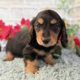 ミニチュアダックスフンド(ロング)