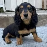 ミニチュアダックスフンド(ロング)【埼玉県・女の子・2025年2月28日・ブラックタン】の写真1