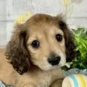ミニチュアダックスフンド(ロング)【埼玉県・男の子・2025年5月24日・シェーデッドイエロー】の写真6