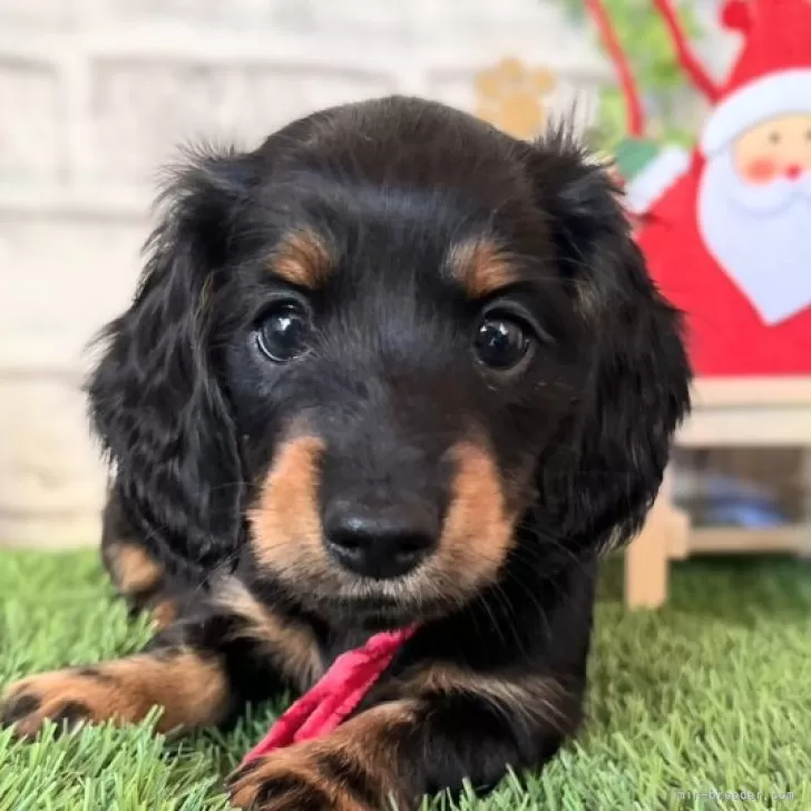 ID：2312-02095の子犬