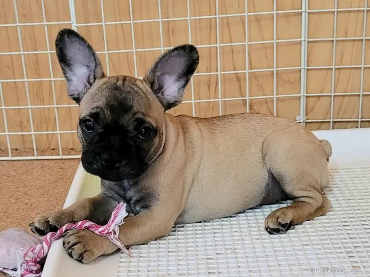 ID：2109-02119の子犬