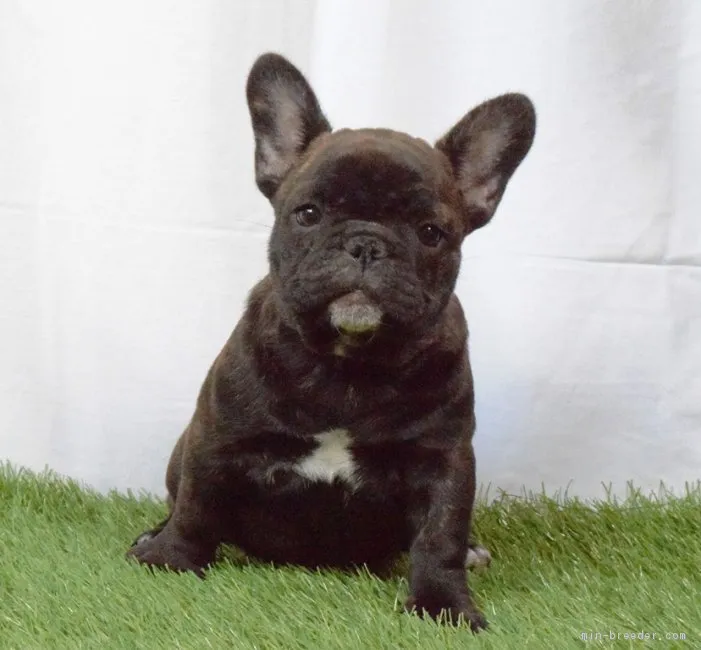 ID:1802-02129の子犬