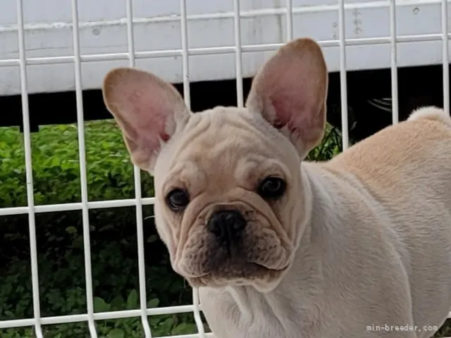 ID：2109-02114の子犬