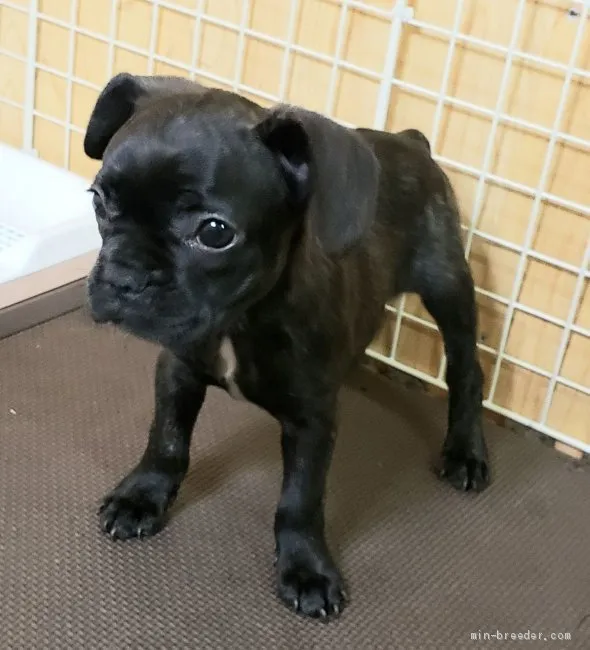 ID：2009-03251の子犬