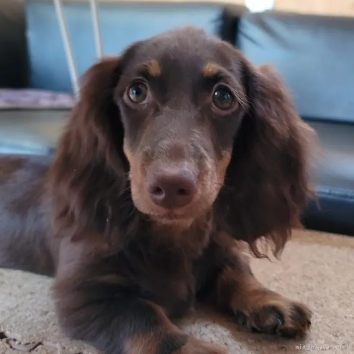 ID：2209-01202の子犬