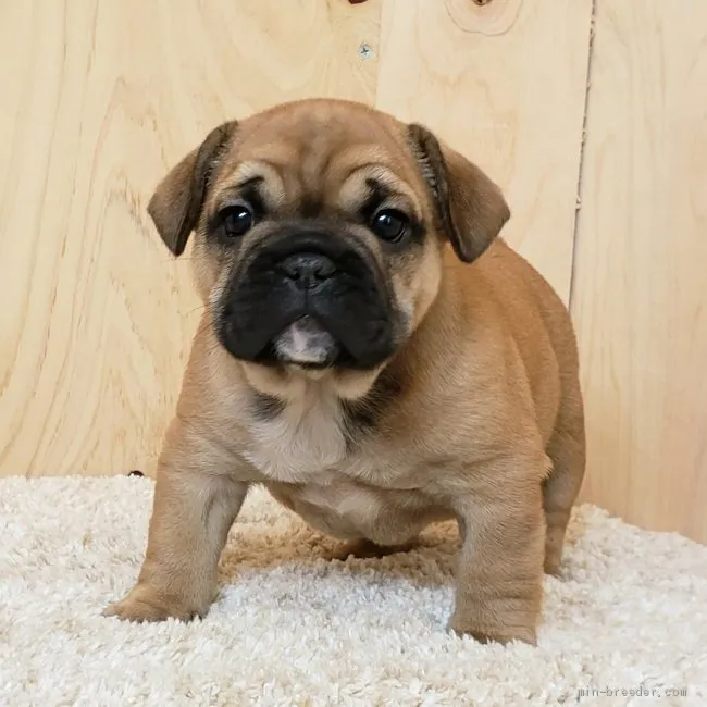 ID：2004-01126の子犬