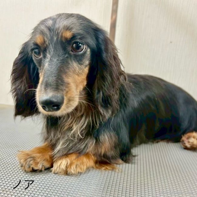 ミニチュアダックスフンド(ロング)【・女の子・2023年7月21日・シルバーダップル】