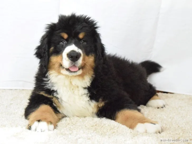 ID:1810-00975の子犬