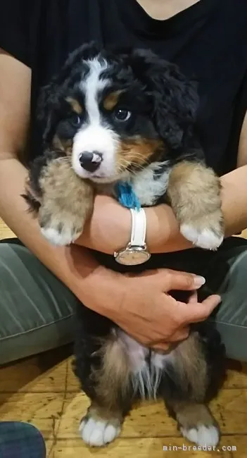 ID：1705-01987の子犬