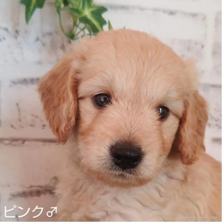 ID：2308-00802の子犬