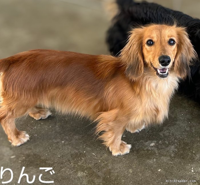 ミニチュアダックスフンド(ロング)【・女の子・2022年12月15日・レッド】