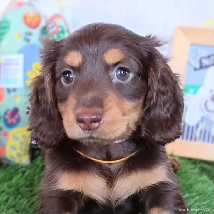 ID:2407-01412の子犬