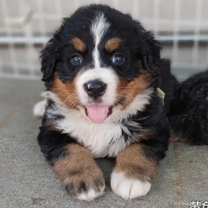 ID：2208-03309の子犬