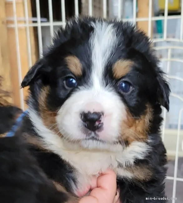 ID:2104-01502の子犬