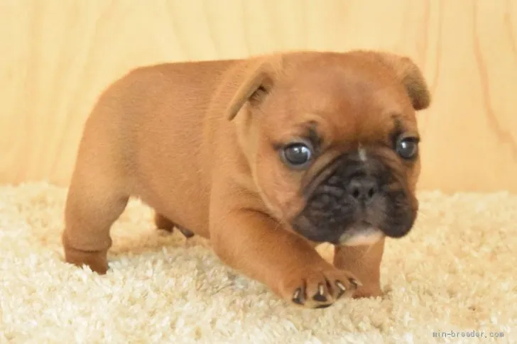 ID：1912-02244の子犬