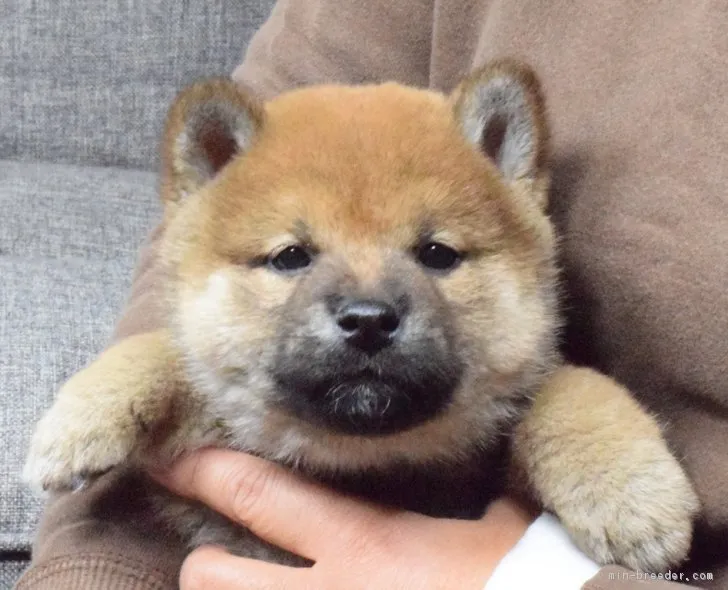 ID:1711-01480の子犬