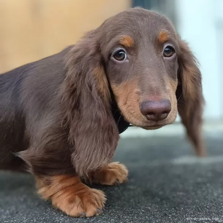 ID:2405-03440の子犬