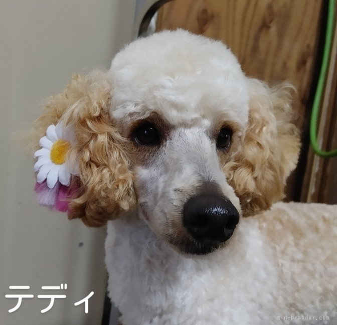 ミニチュアプードル【・男の子・2021年7月16日・クリーム】