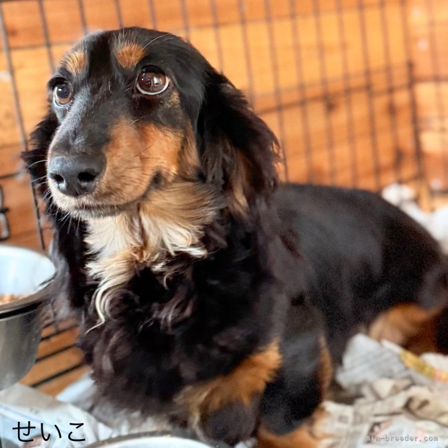 ミニチュアダックスフンド(ロング)【・女の子・2023年12月25日・ブラックタン】