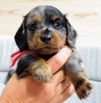 ミニチュアダックスフンド(ロング)【埼玉県・男の子・2017年6月23日・シルバーダップル】の写真「PRA発症しません！可愛い男の子♡」