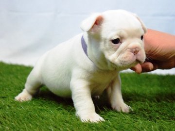 フレンチブルドッグ【埼玉県・男の子・2018年1月11日・クリーム】の写真「ムチムチ君です♡」