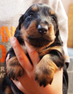 ミニチュアダックスフンド(ロング)【埼玉県・男の子・2016年11月27日・ブラックタン】の写真「コロコロのイケメン君です♡」