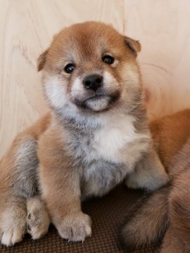柴犬(標準サイズ)【埼玉県・男の子・2019年8月8日・赤】の写真「むちむちコロコロ♡」