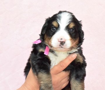 バーニーズ・マウンテン・ドッグ【埼玉県・女の子・2017年4月4日・ブラックラスト&ホワイト】の写真「大きくなりそうな女の子♪」