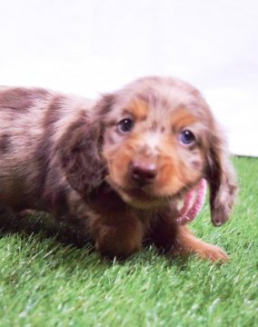 ミニチュアダックスフンド(ロング)【埼玉県・女の子・2018年7月31日・チョコダップル】の写真「PRA発症しません！もふもふな女の子♡」