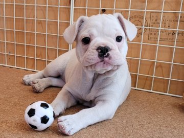 フレンチブルドッグ【埼玉県・女の子・2021年7月22日・クリーム】の写真「こぶたちゃん♡」