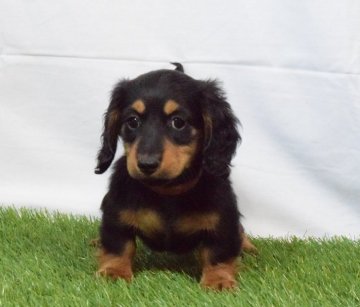 ミニチュアダックスフンド(ロング)【埼玉県・女の子・2018年1月11日・ブラック&タン】の写真「PRA発症しません！可愛らしい女の子♡」