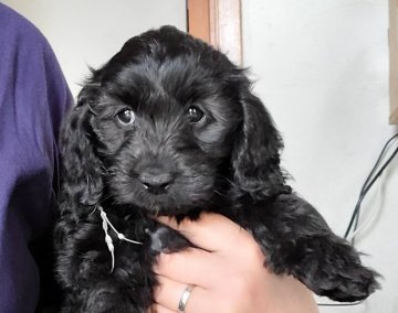 ミックス(プードル×ダックス)【埼玉県・女の子・2022年3月3日・ブラック】の写真「真っ黒なダップー♡」