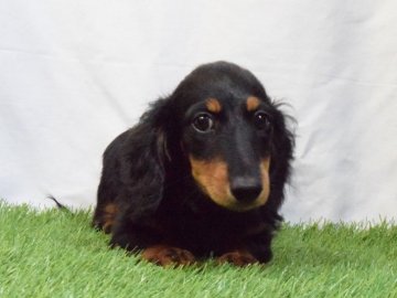 ミニチュアダックスフンド(ロング)【埼玉県・男の子・2018年4月19日・ブラック&タン】の写真「PRA発症しません！お値下げしました！」