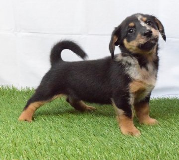 柴犬×Mダックス【埼玉県・女の子・2018年1月7日・シルバーダップル】の写真「珍しいシバックス♡」