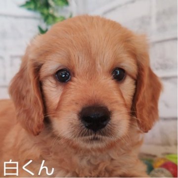 ミックス(ミニチュアプードル✕ゴールデンレトリバ)【埼玉県・男の子・2023年7月5日・ゴールド】の写真「小ぶりのゴールデンドュードル」