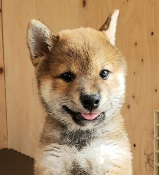柴犬(標準サイズ)【埼玉県・男の子・2019年7月25日・赤】の写真「人懐っこい小ぶりの男の子♡」