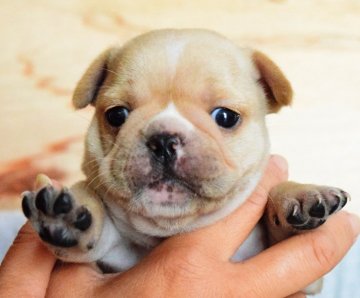 フレンチブルドッグ【埼玉県・女の子・2017年6月23日・クリーム】の写真「濃いクリーム色の男の子です♡」