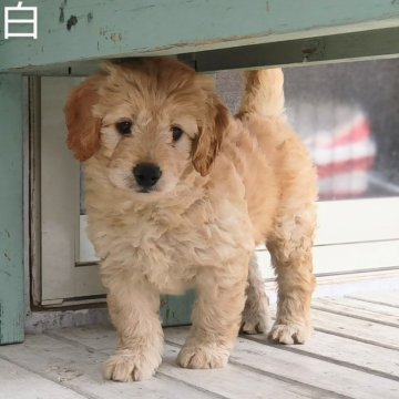ゴールデンドゥードル(プードル×ゴールデンレトリバー)【埼玉県・女の子・2024年2月14日・クリーム】の写真「小さめのドゥードルです✨」