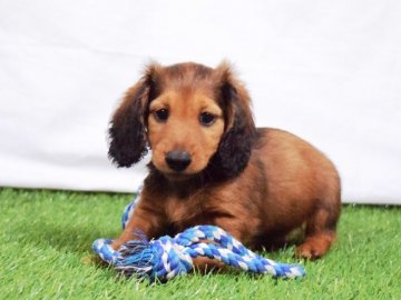 ミニチュアダックスフンド(ロング)【埼玉県・男の子・2018年6月4日・シェーデッドレッド】の写真「PRA発症しません！元気いっぱいな男の子♡」